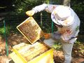 Пчеларите подават заявления по Националната програма