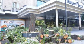 Отсечено дърво пред хотел „Дунав“ предизвика вълна от възмущение