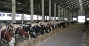Животновъди получават 56.8 милиона евро за хуманно отношение към добитъка