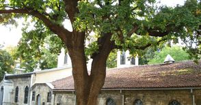 Подрязват клоните на вековните дървета в двора на „Св.Троица“