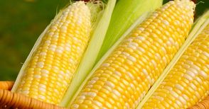 Жътвата на царевицата върви  с добиви от 689 кг от декар