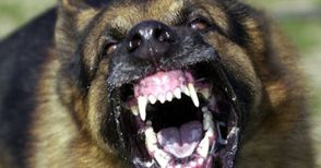 Агресивен уличен пес нападнал жена, защитила кученцето си
