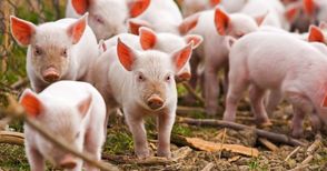 Аграрното министерство призна  група производители на месо от Русе