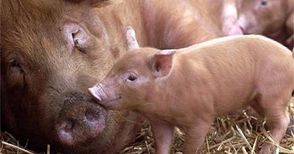 Изкупните цени на свинското се  покачват с една трета за година