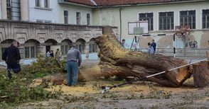 Отсякоха опасно старо дърво в двора на „Йордан Йовков“