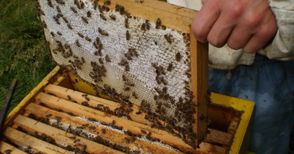 Пчеларите си извоюваха 2,4 милиона лева помощ