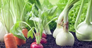 Разясняват в Русе най-актуалните технологии за отглеждане на зеленчуци