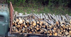 Горски и митничари спряха износ на бракониерска дървесина за Румъния