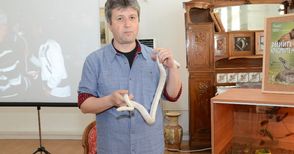Между Снежко, Алби, Пенчо и Гошо избират име на змията-посланик