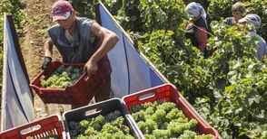 134 милиона евро подпомагат  лозаро-винарския сектор