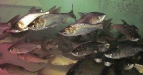 Препълнени язовири застрашават размножаването на рибата