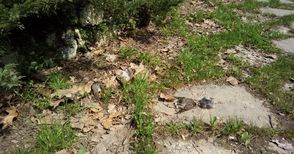 Десетки мъртви птици в горите и парковете