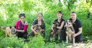 Фотосесия на кучета от приюта  търси домове за четирикраките