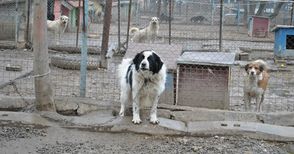 Седем пъти намалели скитащите кучета в Русе за 10 години
