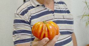 Био домати гиганти отгледа семейство в Ново село