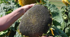 Неравно покълнал слънчоглед мъчи земеделците в Русенско