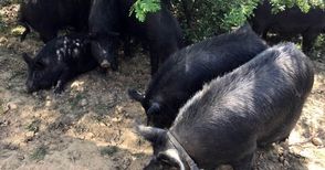 Заразата може да унищожи българска порода свине на 2500 години