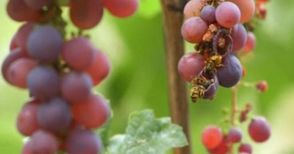 Лозари очакват лошо качество и критично ниски добиви на грозде