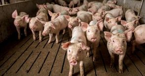 Свиневъди се опасяват от карантина заради африканската чума
