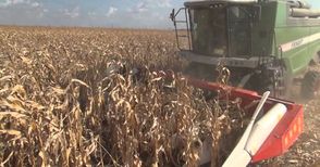 Жътвата на царевицата стартира  с добиви от 950 кг от декар