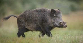 Груповият лов на дива свиня остава забранен в Русенско