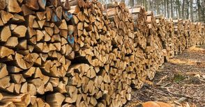 Горските продават дърва  за огрев по 36 лева кубика