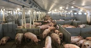 Изкупните цени на свинското с 25% под миналогодишните