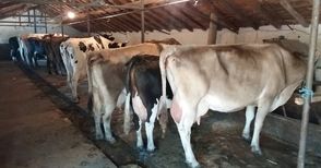Субсидиите не стимулират фермерите да инвестират в продуктивни крави
