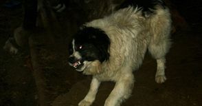 Собственик на свирепо куче плаща 60 000 лева обезщетениe за жестоко нахапана пенсионерка