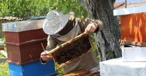Разясняват на пчелари от Русе възможностите за подпомагане