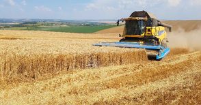 Добивите от пшеница и ечемик в областта по-добри от миналата година
