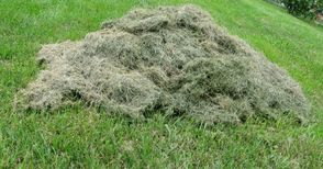 „Паркстрой“ отнесе 3000 лева глоба  заради неизвозена окосена трева 