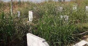 Змии налазиха затъналите  в трева гробища в Басарбово