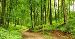 Държавата приема документи за купуване на частни гори