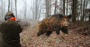 Груповият лов на дива свиня стартира на 5 октомври