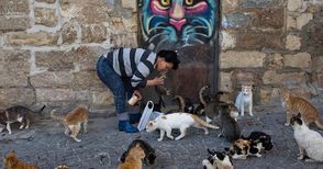 Грижовен съсед глобен за хранене на улични котки