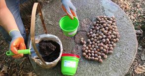 Деца от Ценовско садят  150 фиданки червен дъб