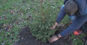 Русенци засаждат Коледна гора с живи елхички след празниците