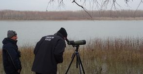 Тундрови лебеди зимуват на Дунава