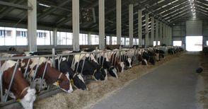 Броят на млечните ферми  в Русенско падна под 100