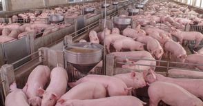 Обезщетението на свинекомплекса в Бръшлен за чумата вдигнато с 2.3 милиона лева