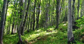 Държавата ще изкупи гори на 18  дребни собственици в Русенско