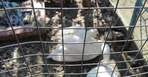 Три незаконно държани лебеда  спасени от частен имот в Иваново