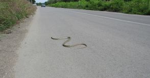 Змии изпълзяха от избуялите след дъждовете джунгли между блоковете