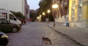 Живеещи по „Княжеска“: Лисици ловуват котки в центъра на Русе 