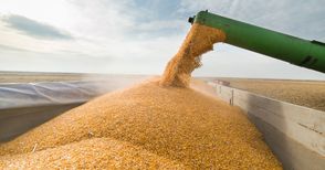 Сушата снижи добивите  на зърно с 19 на сто