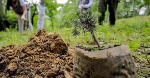 Залесяват близо 1300 декара в Русенско