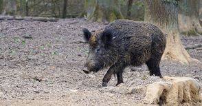 След поголовното изтребване в Русенско почти не са останали диви свине