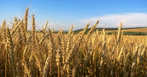 Екоинспекцията: Няма ГМО в пшеницата, царевицата и рапицата