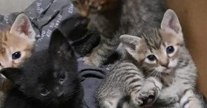 Уличните котки в града стават все повече, а в приюта няма място